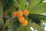 eriobotrya japonica nespolo del giappone 1