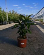 eriobotrya japonica nespolo del giappone 2 1
