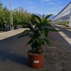 eriobotrya japonica nespolo del giappone 2 1