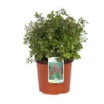 escallonia red dream 1