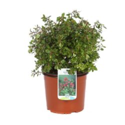 escallonia red dream 1