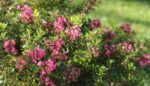 escallonia red dream
