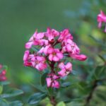 escallonia red dream 2