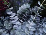 eucalipto eucalyptus cinerea silver dollar 1