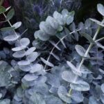 eucalipto eucalyptus cinerea silver dollar 1