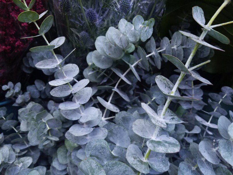eucalipto eucalyptus cinerea silver dollar 1 eucalipto eucalyptus cinerea silver dollar 1