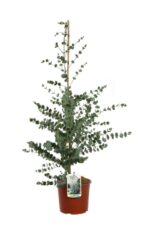 eucalipto eucalyptus cinerea silver dollar