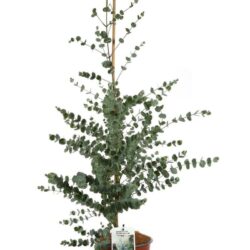 eucalipto eucalyptus cinerea silver dollar