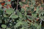 eucalyptus gunnii eucalipto 1