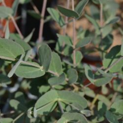 eucalyptus gunnii eucalipto 1