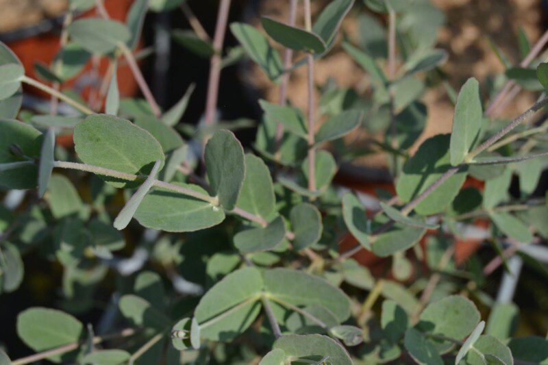 eucalyptus gunnii eucalipto 1 eucalyptus gunnii eucalipto 1
