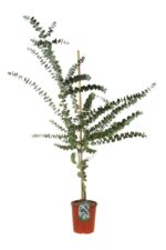 eucalyptus gunnii eucalipto