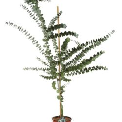 eucalyptus gunnii eucalipto