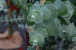 eucalyptus pulverulenta baby blue eucalipto 1