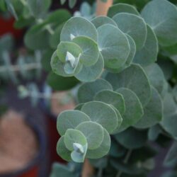 eucalyptus pulverulenta baby blue eucalipto 1