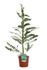 eucalyptus pulverulenta baby blue eucalipto 3