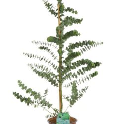 eucalyptus pulverulenta baby blue eucalipto 3