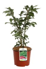 euonymus alatus compactus evonimo 1