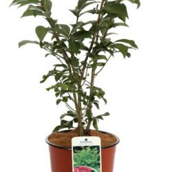 euonymus alatus compactus evonimo 1