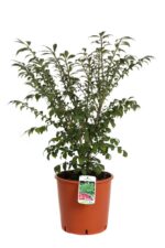 euonymus alatus compactus evonimo