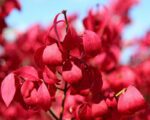 euonymus alatus compactus evonimo 2