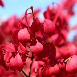 euonymus alatus compactus evonimo 2