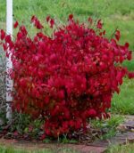 euonymus alatus compactus evonimo 4