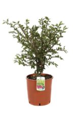euonymus alatus evonimo 1
