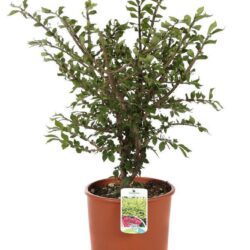 euonymus alatus evonimo 1
