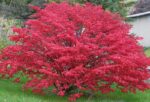euonymus alatus evonimo