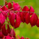 euonymus alatus evonimo 2