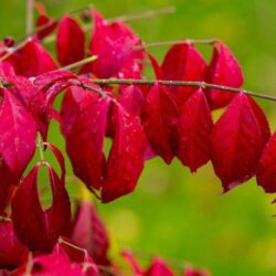 euonymus alatus evonimo 2