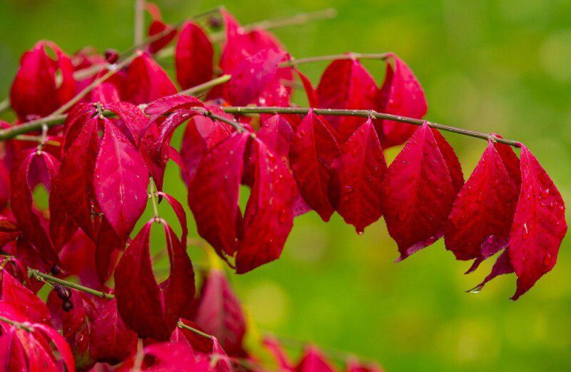 euonymus alatus evonimo 2 euonymus alatus evonimo 2