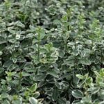 euonymus fortunei emerald gaiety evonimo 1