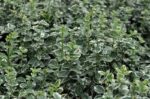 euonymus fortunei emerald gaiety evonimo 1