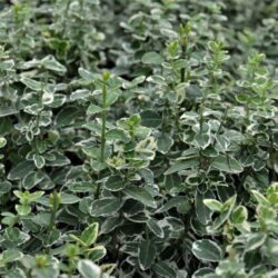 euonymus fortunei emerald gaiety evonimo 1