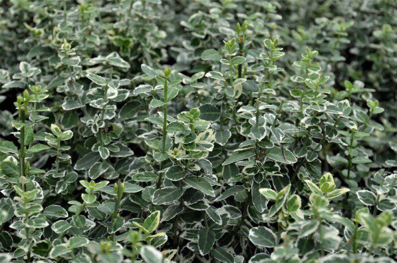 euonymus fortunei emerald gaiety evonimo 1 euonymus fortunei emerald gaiety evonimo 1