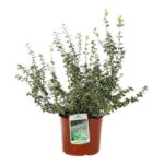 euonymus fortunei emerald gaiety evonimo