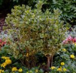 euonymus fortunei emerald gaiety evonimo 2