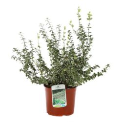 euonymus fortunei emerald gaiety evonimo