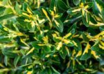 euonymus fortunei emeraldn gold evonimo 1