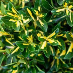 euonymus fortunei emeraldn gold evonimo 1
