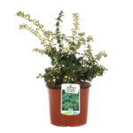 euonymus fortunei emeraldn gold evonimo