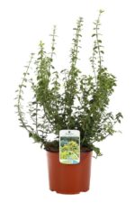 euonymus fortunei emeraldn gold evonimo 2