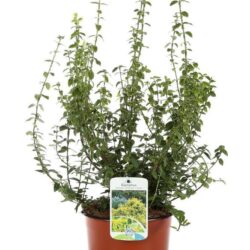 euonymus fortunei emeraldn gold evonimo 2