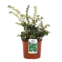 euonymus fortunei emeraldn gold evonimo