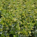 euonymus fortunei emeraldn gold evonimo 3