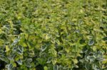 euonymus fortunei emeraldn gold evonimo 3