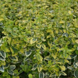 euonymus fortunei emeraldn gold evonimo 3