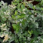 euonymus fortunei harlequin evonimo 1